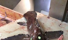 Con cái quái vật này có đôi mắt màu xanh đáng sợ.