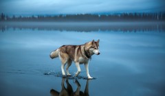  Những bước chân đặc biệt trong lòng biển