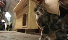 Các chú mèo Hermitage trở thành điểm đến hấp dẫn nhất thế giới