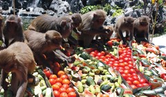 Video: Đột nhập đảo nuôi khỉ “hiến thận” độc nhất vô nhị