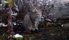 Video: Mèo dựng hầm trú ẩn trong tuyết