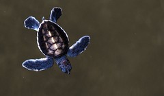 Nhà vệ sinh công cộng thời Victoria ở London