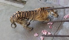 Vườn thú để hổ chết đói, bán rượu ngâm xương