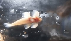 Video: Loài cá kỳ lạ biết trèo tường