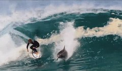 Video: Kinh ngạc xem cá heo “lướt sóng” cùng con người