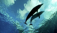 Phát hiện đại dương ngầm khổng lồ 2,7 tỷ năm tuổi