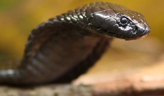 Cụ bà về hưu diệt một lúc 80 con rắn trong vườn nhà