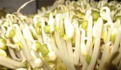 Kinh hoàng giá đỗ đánh thuốc cắt rễ 