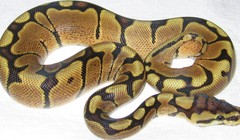 Video: Động vật bò sát dài nhất thế giới chết ở Malaysia