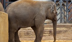 Voi Việt lặn lội sang Nga làm 'của hiếm“