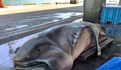 Nhật Bản bất ngờ bắt được sinh vật truyền thuyết gây động đất