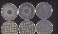 Phát hiện ra vi khuẩn “siêu khủng”