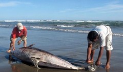 Nhìn lại 21 ngày vụ cá chết hàng loạt ở biển miền Trung