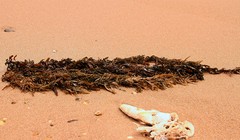 Một mảnh tảo hiếm hoi trên bờ biển Hà Tĩnh những ngày qua. Ảnh: Đức Hùng.