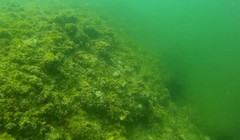 Video clip đầu tiên dưới đáy biển Nhân Trạch, Quảng Bình do thợ lặn Phạm Văn Hoàn tại Xóm Mới, thôn Nhân Quang, xã Nhân Trạch, huyện Bố Trạch, tỉnh Quảng Bình thực hiện.