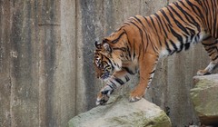 Hà Lan dùng trực thăng lùng bắt hổ xổng chuồng 