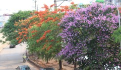 Bằng lăng, phượng đỏ rợp phố Hà Nội