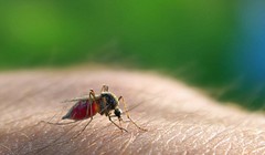 Hoãn thế vận hội Olympic Rio 2016 vì virus Zika?