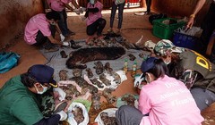 Video: 40 xác hổ đông lạnh trong ngôi đền thờ hổ nổi tiếng