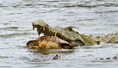 Hài hước cảnh cá sấu nuốt chửng rùa bất thành