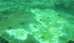 San hô bị chết ở điểm Mũi Hòn Mạ