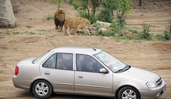 Công viên Badaling Wildlife World rộng khoảng 2.400 ha, cho phép du khách tự lái xe tham quan. Tuy nhiên, họ cảnh báo du khách không được rời xe trong bất cứ tình huống nào.