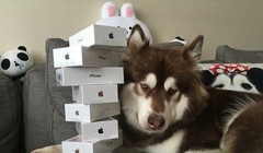 Bức ảnh này được chụp đúng vào ngày iPhone 7 ra mắt tại Trung Quốc, cô chó Coco bên cạnh 8 chiếc iPhone ông chủ mua để... lấy lòng