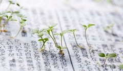 Những mầm cây mọc lên từ giấy báo của Nhật Bản. 