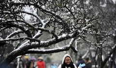 Ảnh minh họa; LĐO