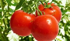 Cà chua là loại quả bình dân nhưng có tác dụng thần kì.