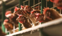 Ảnh minh họa: Sputnik