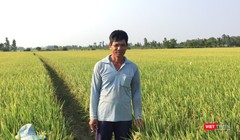 Một người nông dân trồng lúa ở An Giang kể về những ảnh hưởng trực tiếp của COVID-19 và suy thoái kinh tế tới gia đình ông. Ảnh: Nguyễn Đức Ninh.