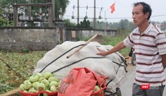 Nhiều hộ trồng cây nông sản trên địa bàn xã Diễn Phong, huyện Diễn Châu, Nghệ An nhổ rau vứt đi vì giá quá rẻ.