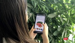 Các nông sản mùa vụ được đưa lên sàn thương mại điện tử.