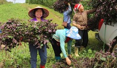 Các vùng sản xuất dược liệu tập trung được mở rộng góp phần ổn định kinh tế, đồng thời bảo vệ nguồn dược liệu tại địa phương. Ảnh: Ban Tuyên giáo tỉnh Bạc Liêu.