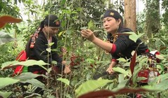 Cây dược liệu ở Việt Nam là một kho tàng vô giá để tạo ra các sản phẩm thuốc chữa bệnh, thực phẩm thực dưỡng, đồ uống, hoá mỹ phẩm…