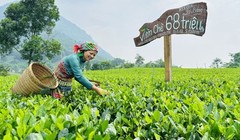 Vừa qua, Thanh Hải Trà của HTX chè La Bằng được đấu giá tại Hội thi “Bàn tay vàng chế biến chè” huyện Đại Từ (Thái Nguyên) với giá trị 68 triệu đồng/kg.