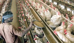 Tin đồn thất thiệt về COVID-19 gây ảnh hưởng nghiêm trọng tới ngành chăn nuôi Ấn Độ (Ảnh: RT)