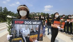 Thịt chó là món ăn truyền thống ở Hàn Quốc nhưng ngày nay nhiều người không còn mặn mà với món này (Ảnh: AP).