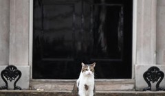 Chú mèo Larry, "tổng quản" của dinh Thủ tướng Anh tại số 10 Phố Downing (Ảnh: AFP)