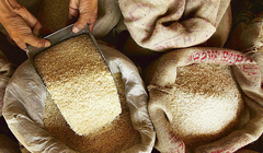 Giá gạo tăng vọt sẽ ảnh hưởng tới những người nghèo nhất trên thế giới (Ảnh: Mint)