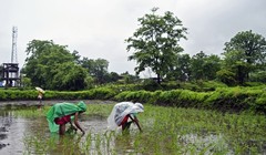 Nông dân gieo mạ trên cánh đồng lúa nước ở Bhivpuri, Ấn Độ (Ảnh: Bloomberg)