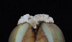 Nhóm nghiên cứu tin rằng bào tử nấm có thể đã rơi vào táo trong khi được vận chuyển hoặc bảo quản, sau đó bào tử nảy mầm và lan vào thịt táo (Ảnh: Handout)