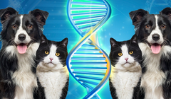 Ngành công nghiệp nhân bản động vật ở Trung Quốc đang bùng nổ khi ngày càng nhiều người trở nên gắn bó với thú cưng của họ. Ảnh: SCMP.