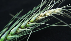 Bệnh cháy đầu hạt do nấm Fusarium có thể lây nhiễm cho lúa mì và các loại cây trồng khác, làm giảm năng suất ngũ cốc và gây ra thiệt hại kinh tế nghiêm trọng. Ảnh: Shutterstock.