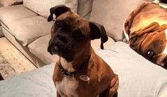 Laura Lee Yourex đã đăng một bức ảnh chú chó Maya Jean của bà đeo nhãn dán "Tôi đã bỏ phiếu". Ảnh: SCMP.