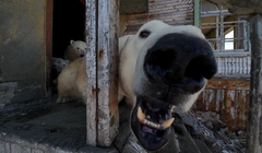 Một con gấu Bắc Cực phản ứng với máy bay không người lái đang chụp ảnh. Ảnh: Reuters.