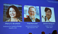 Chân dung của các nhà khoa học Mary E Brunkow, Fred Ramsdell và Shimon Sakaguchi được trưng bày trong buổi họp báo công bố Giải Nobel Y học năm 2025. Ảnh: AFP.