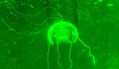 Một nhóm nghiên cứu từ Đại học Bách khoa Tây Bắc, Trung Quốc đã phát triển thành công một robot sinh học có hình dạng giống sứa, hoàn toàn trong suốt. Ảnh: SCMP.