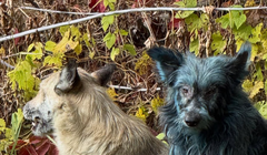 Bức ảnh về một chú chó màu xanh khiến giới khoa học bối rối. Ảnh: PM.